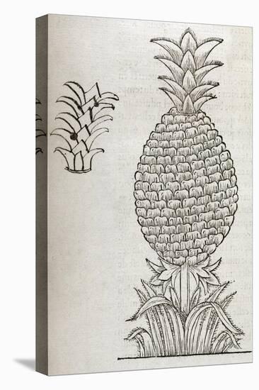 Pineapple, 16th Century Artwork-Middle Temple Library-Stretched Canvas