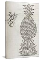 Pineapple, 16th Century Artwork-Middle Temple Library-Stretched Canvas