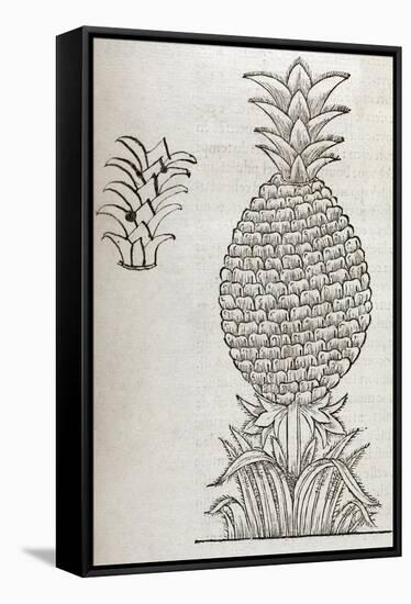 Pineapple, 16th Century Artwork-Middle Temple Library-Framed Stretched Canvas