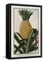 Pineapple, 1772-1784-null-Framed Stretched Canvas