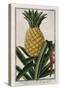 Pineapple, 1772-1784-null-Stretched Canvas