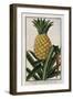 Pineapple, 1772-1784-null-Framed Giclee Print