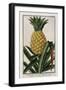 Pineapple, 1772-1784-null-Framed Giclee Print