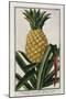 Pineapple, 1772-1784-null-Mounted Giclee Print