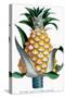 Pineapple, 1789-null-Stretched Canvas