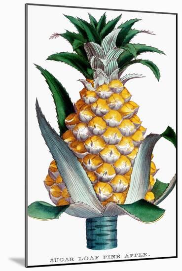 Pineapple, 1789-null-Mounted Giclee Print