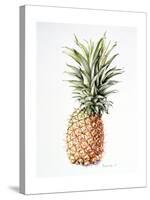 Pineapple, 1997-Alison Cooper-Stretched Canvas