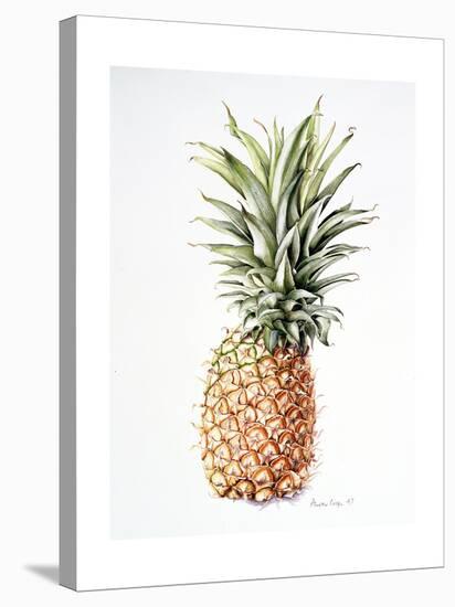 Pineapple, 1997-Alison Cooper-Stretched Canvas