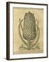 Pineapple (Ananas Comosus) , 1575-Andre Thevet-Framed Giclee Print