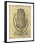 Pineapple (Ananas Comosus) , 1575-Andre Thevet-Framed Giclee Print