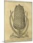 Pineapple (Ananas Comosus) , 1575-Andre Thevet-Mounted Giclee Print