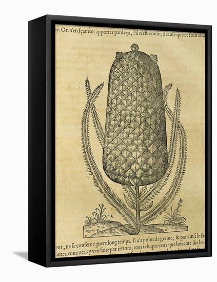 Pineapple (Ananas Comosus) , 1575-Andre Thevet-Framed Stretched Canvas