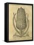 Pineapple (Ananas Comosus) , 1575-Andre Thevet-Framed Stretched Canvas