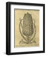 Pineapple (Ananas Comosus) , 1575-Andre Thevet-Framed Giclee Print