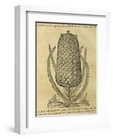 Pineapple (Ananas Comosus) , 1575-Andre Thevet-Framed Giclee Print