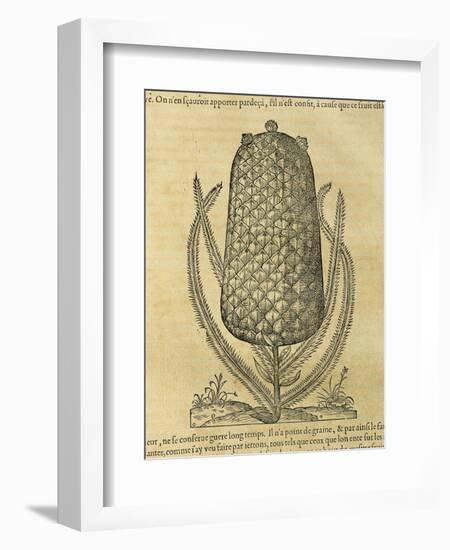 Pineapple (Ananas Comosus) , 1575-Andre Thevet-Framed Giclee Print