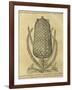 Pineapple (Ananas Comosus) , 1575-Andre Thevet-Framed Giclee Print