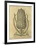 Pineapple (Ananas Comosus) , 1575-Andre Thevet-Framed Giclee Print