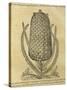 Pineapple (Ananas Comosus) , 1575-Andre Thevet-Stretched Canvas