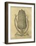 Pineapple (Ananas Comosus) , 1575-Andre Thevet-Framed Giclee Print