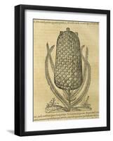 Pineapple (Ananas Comosus) , 1575-Andre Thevet-Framed Giclee Print