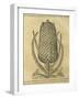 Pineapple (Ananas Comosus) , 1575-Andre Thevet-Framed Giclee Print