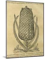 Pineapple (Ananas Comosus) , 1575-Andre Thevet-Mounted Giclee Print