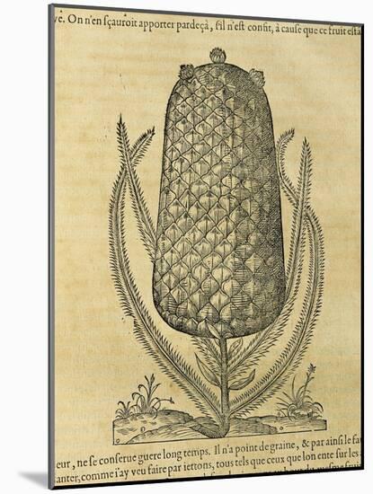 Pineapple (Ananas Comosus) , 1575-Andre Thevet-Mounted Giclee Print