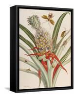 Pineapple (Ananas) with Surinam Insects-Maria Sibylla Merian-Framed Stretched Canvas