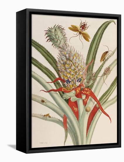 Pineapple (Ananas) with Surinam Insects-Maria Sibylla Merian-Framed Stretched Canvas