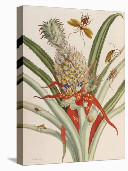 Pineapple (Ananas) with Surinam Insects-Maria Sibylla Merian-Stretched Canvas