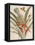 Pineapple (Ananas) with Surinam Insects-Maria Sibylla Merian-Framed Stretched Canvas