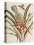 Pineapple (Ananas) with Surinam Insects-Maria Sibylla Merian-Stretched Canvas