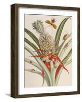 Pineapple (Ananas) with Surinam Insects-Maria Sibylla Merian-Framed Giclee Print