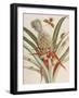 Pineapple (Ananas) with Surinam Insects-Maria Sibylla Merian-Framed Giclee Print