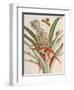 Pineapple (Ananas) with Surinam Insects-Maria Sibylla Merian-Framed Giclee Print