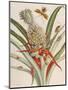 Pineapple (Ananas) with Surinam Insects-Maria Sibylla Merian-Mounted Giclee Print