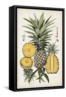 Pineapple Botanical Study I-Naomi McCavitt-Framed Stretched Canvas