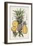 Pineapple Botanical Study I-Naomi McCavitt-Framed Art Print