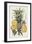 Pineapple Botanical Study I-Naomi McCavitt-Framed Art Print
