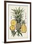 Pineapple Botanical Study I-Naomi McCavitt-Framed Art Print