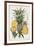 Pineapple Botanical Study I-Naomi McCavitt-Framed Art Print