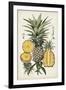 Pineapple Botanical Study I-Naomi McCavitt-Framed Art Print