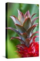 Pineapple Bromeliad Growing in the Maui Country Side-Terry Eggers-Stretched Canvas