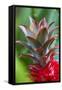 Pineapple Bromeliad Growing in the Maui Country Side-Terry Eggers-Framed Stretched Canvas