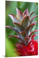Pineapple Bromeliad Growing in the Maui Country Side-Terry Eggers-Mounted Premium Photographic Print