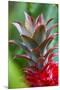 Pineapple Bromeliad Growing in the Maui Country Side-Terry Eggers-Mounted Premium Photographic Print