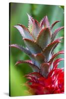 Pineapple Bromeliad Growing in the Maui Country Side-Terry Eggers-Stretched Canvas