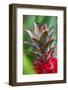 Pineapple Bromeliad Growing in the Maui Country Side-Terry Eggers-Framed Photographic Print