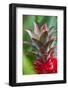 Pineapple Bromeliad Growing in the Maui Country Side-Terry Eggers-Framed Photographic Print